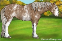 Horse Color:White Spotted Chocolate Palomino Rabicano 