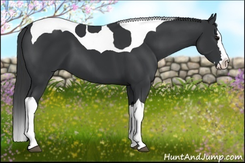 Horse Color:Black Splash Tobiano 