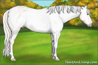 Horse Color:Gray Silver Amber Cream Champagne Roan Dun Splash Tobiano Frame Appaloosa Rabicano 