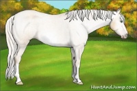 Horse Color:Gray Silver Amber Cream Champagne Roan Splash Frame Appaloosa Rabicano 