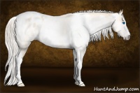 Horse Color:Gray Silver Amber Cream Champagne Roan Dun Splash Tobiano Frame Appaloosa Rabicano 