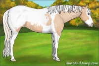 Horse Color:Silver Bay Dun Splash Tobiano Appaloosa 