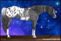 Horse Color:White Spotted Blue Roan Splash Frame Appaloosa 