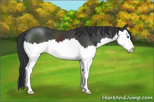 Horse Color:Black Sabino Splash