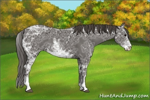 Horse Color:Smoky Black Ice Sabino