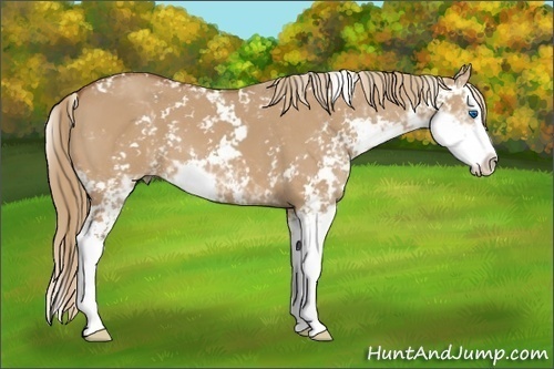 Horse Color: Red Dun Sabino Splash 