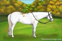 Horse Color:Chestnut Sabino Splash 