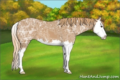 Horse Color: Chestnut Ice Sabino Splash 