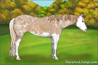 Horse Color:Chestnut Ice Sabino Splash