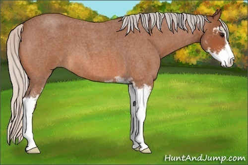 Horse Color:Silver Bay Roan Sabino