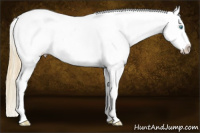 Horse Color:White Spotted Buckskin Pearl Dun Near Leopard 
