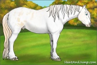 Horse Color:White Spotted Buckskin Pearl Appaloosa 