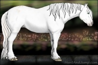 Horse Color:Gray Silver Amber Cream Champagne Roan Dun Splash Tobiano Frame Appaloosa Rabicano