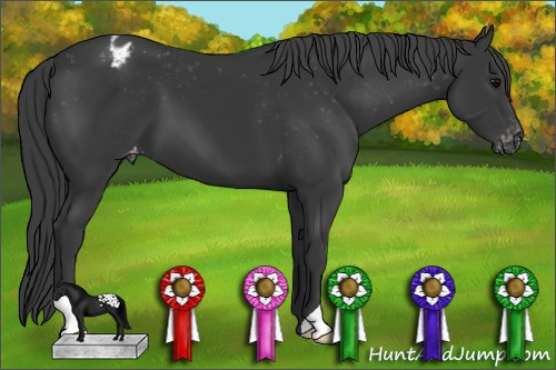 Horse Color: Black Blanket 