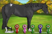 Horse Color:Black Appaloosa 