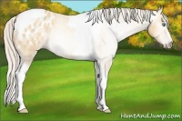 Horse Color:Gray Silver Amber Cream Champagne Roan Dun Splash Tobiano Frame Appaloosa Rabicano 