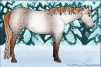 Horse Color:Gray Chestnut 