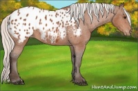 Horse Color:Silver Bay Appaloosa 