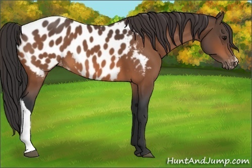 Horse Color: Bay Near Leopard 