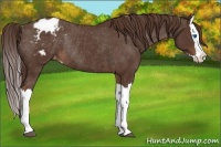 Horse Color:Liver Chestnut Splash Appaloosa Rabicano 