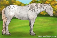 Horse Color:Gold Champagne Ice Pearl Sabino Blanket Rabicano 