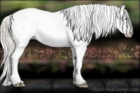 Horse Color:Gray Silver Amber Cream Champagne Roan Dun Splash Tobiano Frame Appaloosa Rabicano 