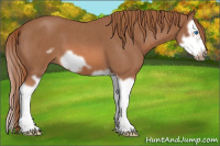 Horse Color:Red Roan Splash Frame 