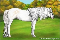 Horse Color:Gray Silver Amber Cream Champagne Roan Dun Splash Tobiano Frame Appaloosa Rabicano