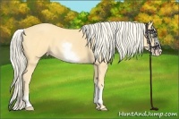 Horse Color:White Spotted Gold Cream Champagne
