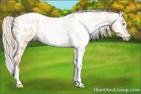 Horse Color:Gray Silver Amber Cream Champagne Roan Dun Splash Tobiano Frame Appaloosa Rabicano 