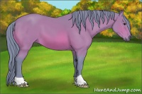 Horse Color:Watercolor Bay 