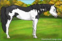 Horse Color:Black Splash Frame 