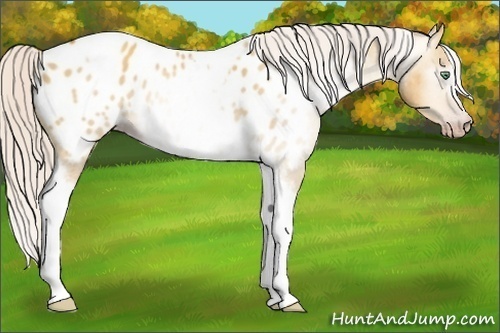 Horse Color:Gray Silver Amber Cream Champagne Roan Dun Splash Tobiano Frame Blanket Rabicano 