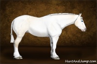 Horse Color:Gray Silver Amber Cream Champagne Roan Dun Splash Tobiano Frame Appaloosa Rabicano 