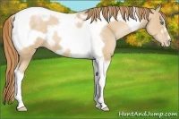 Horse Color:Smoky Black Pearl Tobiano Frame 