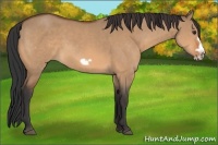 Horse Color:Bay Dun Frame 
