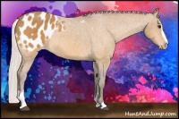 Horse Color:Silver Buckskin Sabino Blanket 