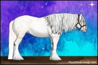 Horse Color:Gray Silver Amber Cream Champagne Roan Dun Splash Tobiano Frame Appaloosa Rabicano 