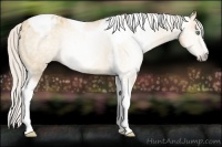 Horse Color:Gray Silver Amber Cream Champagne Roan Dun Splash Tobiano Frame Appaloosa Rabicano