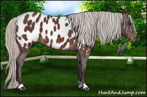 Horse Color: Silver Brown Roan Blanket 
