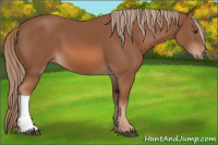Horse Color:Liver Chestnut 