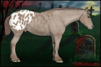 Horse Color:Classic Champagne Appaloosa 