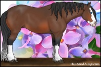 Horse Color:Bay Sabino Splash 