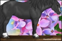 Horse Color:Black Sabino