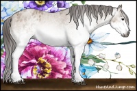 Horse Color:Gray White Spotted Bay Roan Dun Appaloosa 