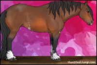 Horse Color:Bay Sabino Rabicano 