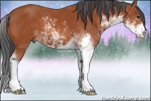Horse Color: Bay Sabino 