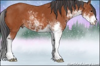 Horse Color:Bay Sabino 