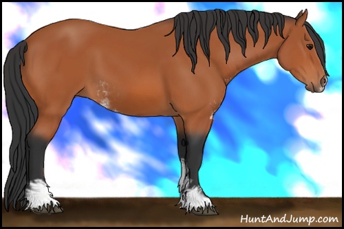 Horse Color: Bay Sabino 