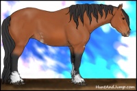 Horse Color:Bay Sabino